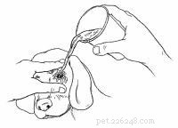 Emergency First Aid for Dogs: A Step‑by‑Step Guide for Pet Owners