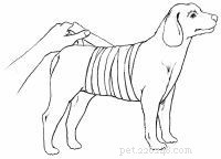 Emergency First Aid for Dogs: A Step‑by‑Step Guide for Pet Owners