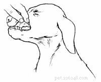 Emergency First Aid for Dogs: A Step‑by‑Step Guide for Pet Owners