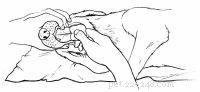 Emergency First Aid for Dogs: A Step‑by‑Step Guide for Pet Owners