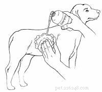 Emergency First Aid for Dogs: A Step‑by‑Step Guide for Pet Owners