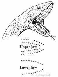 Emergency First Aid for Dogs: A Step‑by‑Step Guide for Pet Owners