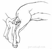 Emergency First Aid for Dogs: A Step‑by‑Step Guide for Pet Owners