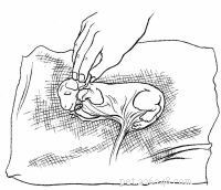 Emergency First Aid for Dogs: A Step‑by‑Step Guide for Pet Owners