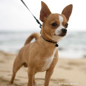 How Microchips Identify Your Dog and Keep Them Safe