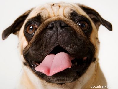 Discover Iconic Dog Breeds: Pugs, Beagles, Chows, Bulldogs & Their Unique Traits