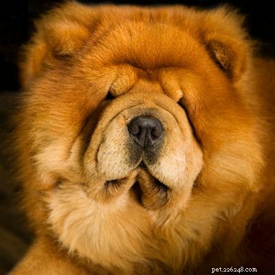 Discover Iconic Dog Breeds: Pugs, Beagles, Chows, Bulldogs & Their Unique Traits
