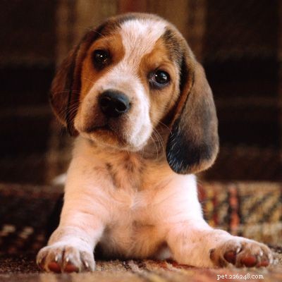 Discover Iconic Dog Breeds: Pugs, Beagles, Chows, Bulldogs & Their Unique Traits