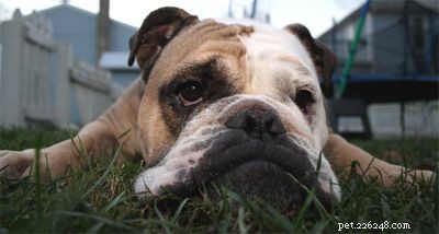 Discover Iconic Dog Breeds: Pugs, Beagles, Chows, Bulldogs & Their Unique Traits