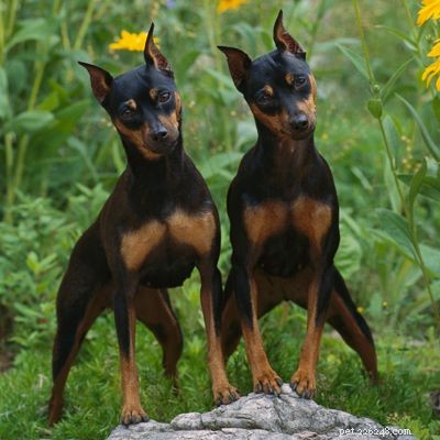 Discover Iconic Dog Breeds: Pugs, Beagles, Chows, Bulldogs & Their Unique Traits