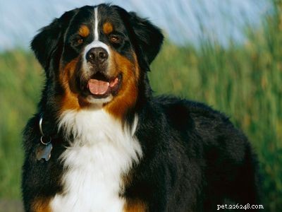 Discover Iconic Dog Breeds: Pugs, Beagles, Chows, Bulldogs & Their Unique Traits