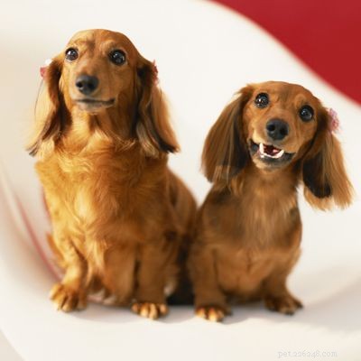 Discover Iconic Dog Breeds: Pugs, Beagles, Chows, Bulldogs & Their Unique Traits