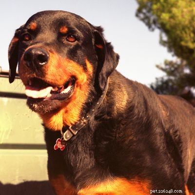 Discover Iconic Dog Breeds: Pugs, Beagles, Chows, Bulldogs & Their Unique Traits