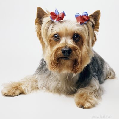 Discover Iconic Dog Breeds: Pugs, Beagles, Chows, Bulldogs & Their Unique Traits