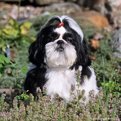 Discover Iconic Dog Breeds: Pugs, Beagles, Chows, Bulldogs & Their Unique Traits