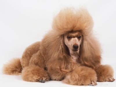 Discover Iconic Dog Breeds: Pugs, Beagles, Chows, Bulldogs & Their Unique Traits