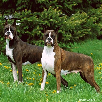 Discover Iconic Dog Breeds: Pugs, Beagles, Chows, Bulldogs & Their Unique Traits