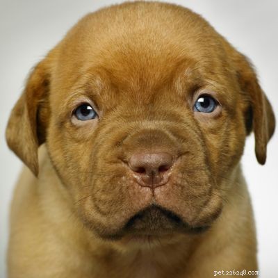 Discover Iconic Dog Breeds: Pugs, Beagles, Chows, Bulldogs & Their Unique Traits