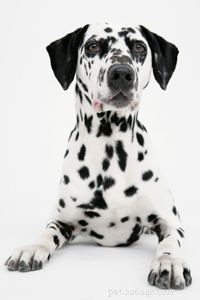 Discover Iconic Dog Breeds: Pugs, Beagles, Chows, Bulldogs & Their Unique Traits