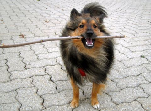 Discover Iconic Dog Breeds: Pugs, Beagles, Chows, Bulldogs & Their Unique Traits