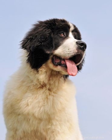 Discover Iconic Dog Breeds: Pugs, Beagles, Chows, Bulldogs & Their Unique Traits