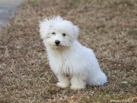 Discover Iconic Dog Breeds: Pugs, Beagles, Chows, Bulldogs & Their Unique Traits