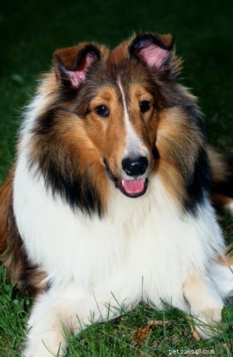 Discover Iconic Dog Breeds: Pugs, Beagles, Chows, Bulldogs & Their Unique Traits