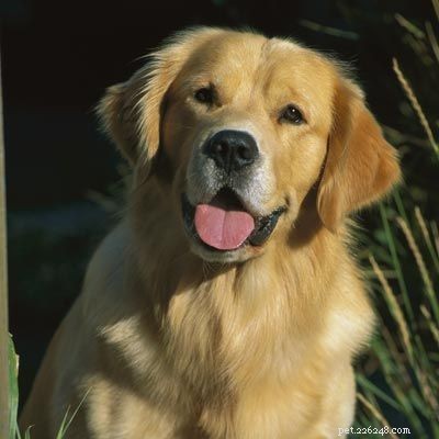 Discover Iconic Dog Breeds: Pugs, Beagles, Chows, Bulldogs & Their Unique Traits