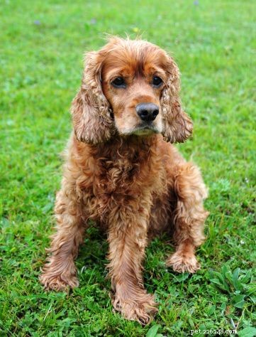 Discover Iconic Dog Breeds: Pugs, Beagles, Chows, Bulldogs & Their Unique Traits