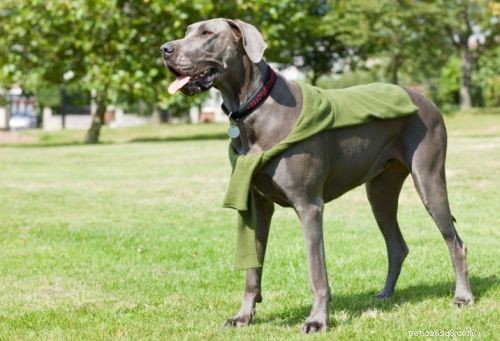 Discover Iconic Dog Breeds: Pugs, Beagles, Chows, Bulldogs & Their Unique Traits