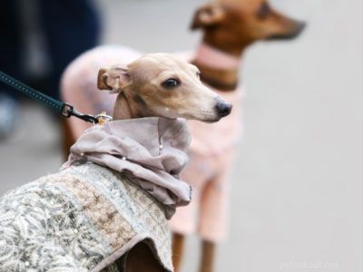 Discover Iconic Dog Breeds: Pugs, Beagles, Chows, Bulldogs & Their Unique Traits
