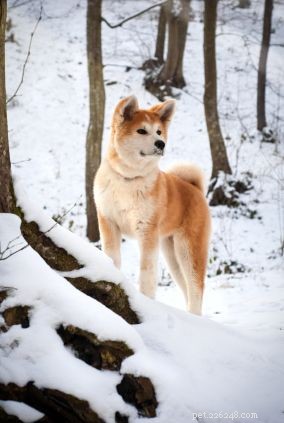 Discover Iconic Dog Breeds: Pugs, Beagles, Chows, Bulldogs & Their Unique Traits