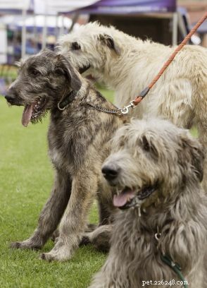 Discover Iconic Dog Breeds: Pugs, Beagles, Chows, Bulldogs & Their Unique Traits