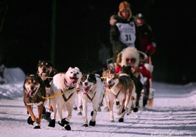 Discover Iconic Dog Breeds: Pugs, Beagles, Chows, Bulldogs & Their Unique Traits