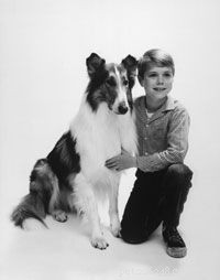 Do Dogs Truly Predict Epileptic Seizures? Insights & Evidence