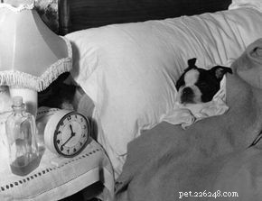 Do Dogs Understand Time? How Their Internal Clock Guides Daily Life