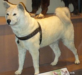 Why Dogs Truly Earn the Title of Man s Best Friend