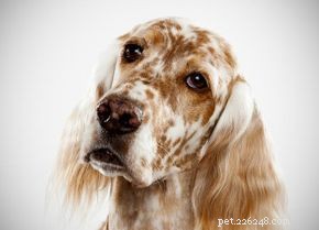 Choosing the Perfect Dog: A Guide to Selecting the Right Companion