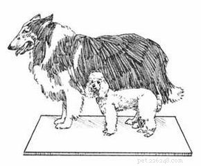 Essential Dog Care Tips: Choose, Train, and Thrive with Your Furry Friend