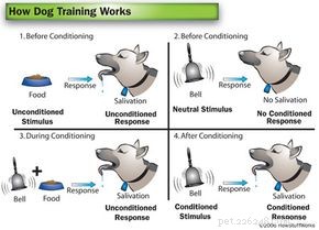 How Dog Training Works: Proven Techniques for a Well-Behaved Companion