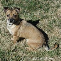 How Dog Training Works: Proven Techniques for a Well-Behaved Companion