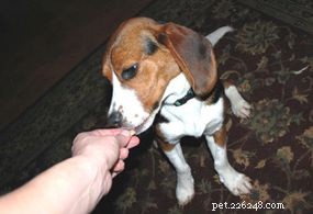 How Dog Training Works: Proven Techniques for a Well-Behaved Companion