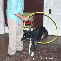 How Dog Training Works: Proven Techniques for a Well-Behaved Companion