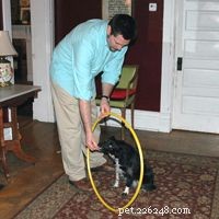 How Dog Training Works: Proven Techniques for a Well-Behaved Companion