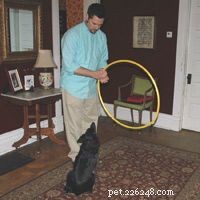 How Dog Training Works: Proven Techniques for a Well-Behaved Companion