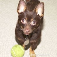 How Dog Training Works: Proven Techniques for a Well-Behaved Companion