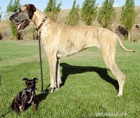The Evolution and Roles of Dogs: From Domestication to Today