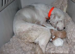 The Evolution and Roles of Dogs: From Domestication to Today