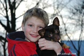 The Evolution and Roles of Dogs: From Domestication to Today