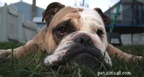 The Evolution and Roles of Dogs: From Domestication to Today